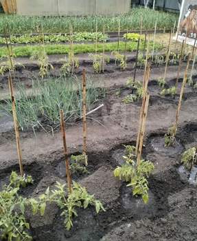 Дом 65м², 1-этажный, участок 6 сот.