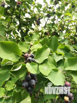 Дом 80м², 2-этажный, участок 9 сот.