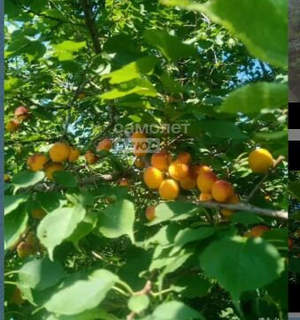 Дача 13м², 1-этажный, участок 3 сот.