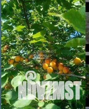 Дом 13м², 1-этажный, участок 3 сот.