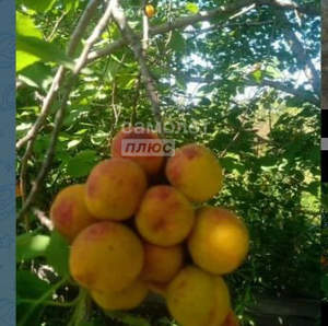 Дача 13м², 1-этажный, участок 3 сот.