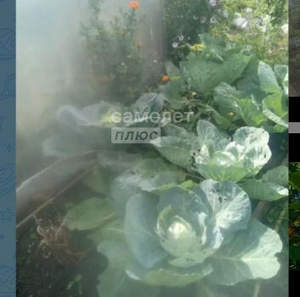 Дача 13м², 1-этажный, участок 3 сот.