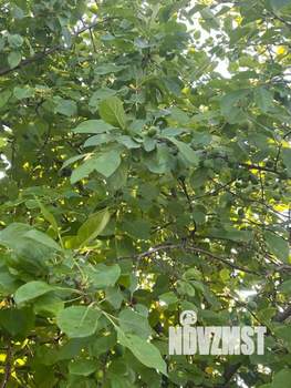 Дом 30м&sup2;, 2-этажный, участок 4 сот.  