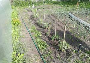 Дом 20м&sup2;, 1-этажный, участок 7 сот.  