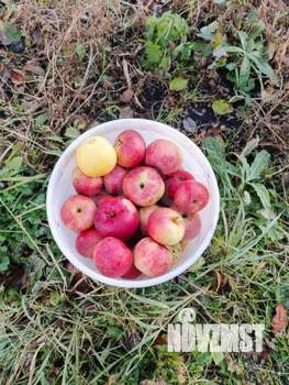 Дом 30м&sup2;, 1-этажный, участок 4 сот.  