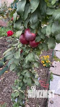 Таунхаус 120м&sup2;, 3-этажный, участок 2 сот.  