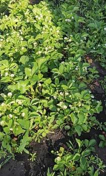 Дом 9м&sup2;, 1-этажный, участок 6 сот.  