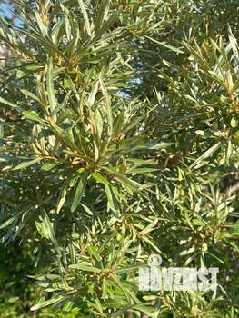 Дом 30м&sup2;, 2-этажный, участок 4 сот.  