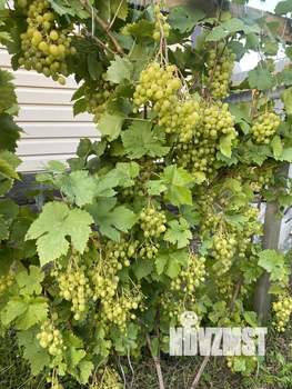 Дом 61м&sup2;, 2-этажный, участок 5 сот.  