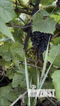 Дом 10м&sup2;, 1-этажный, участок 7 сот.  