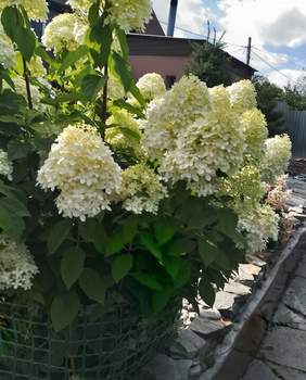 Дача 35м², 1-этажный, участок 5 сот.  