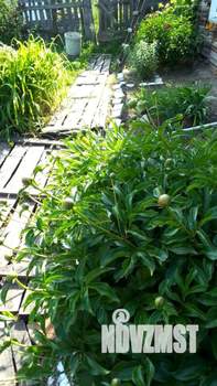 Дом 60м&sup2;, 1-этажный, участок 8 сот.  