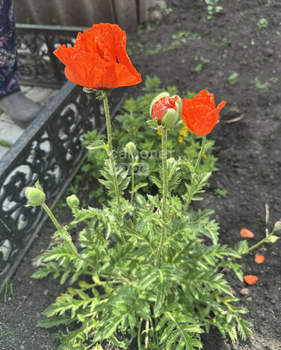 Дом 330м&sup2;, 2-этажный, участок 33 сот.  