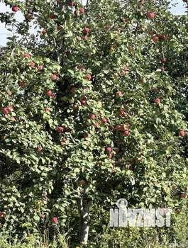 Дом 10м&sup2;, 1-этажный, участок 7 сот.  