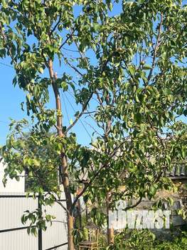 Дом 30м&sup2;, 2-этажный, участок 4 сот.  