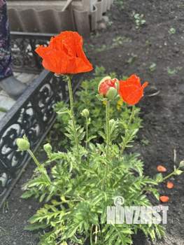 Дом 330м&sup2;, 2-этажный, участок 33 сот.  