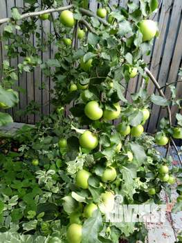 Коттедж 276м&sup2;, 3-этажный, участок 11 сот.  